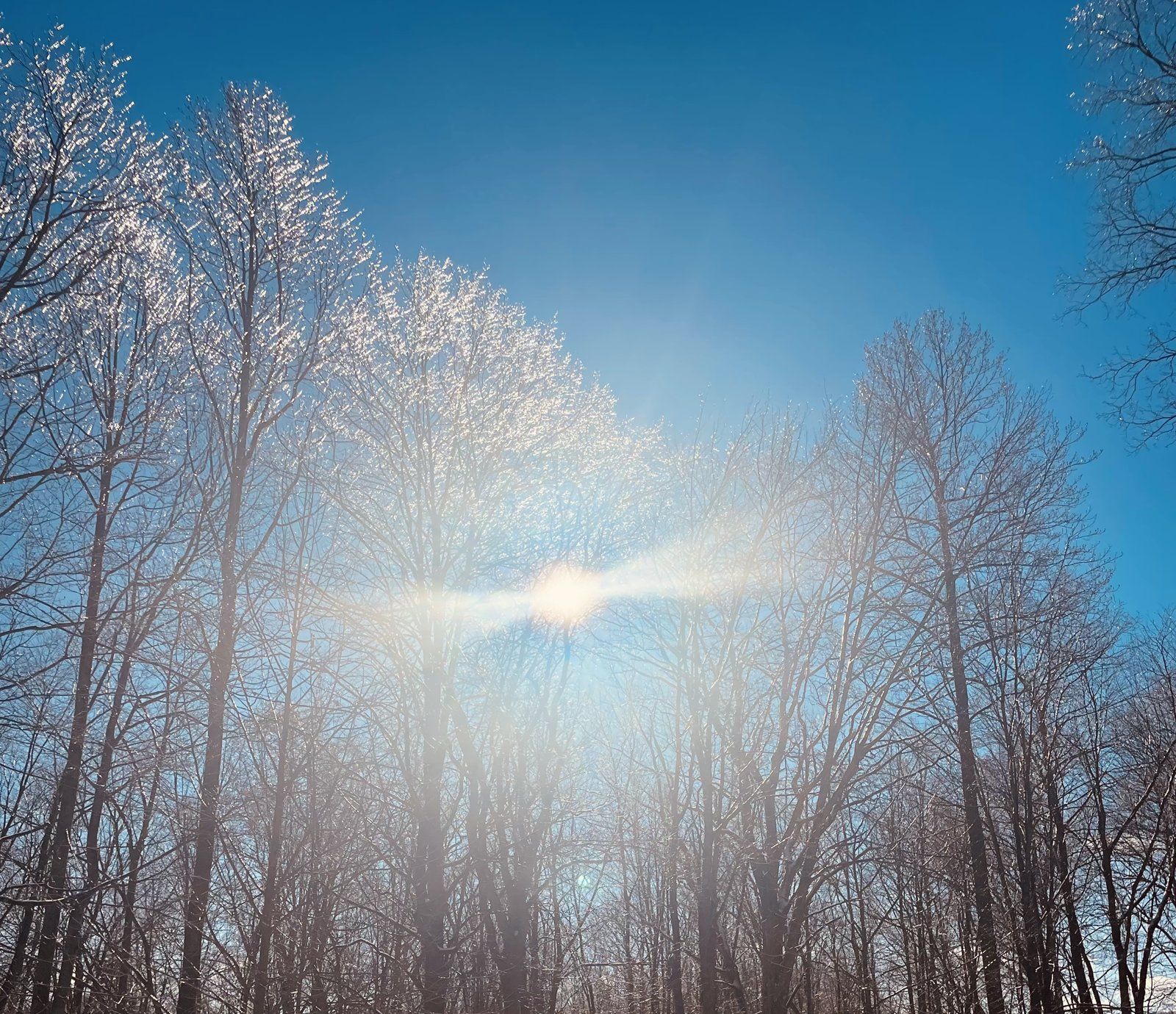 Winter sun shining through ice-covered trees
